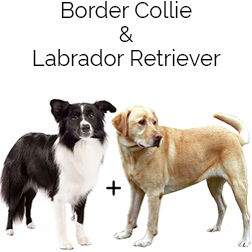 Borador Dog